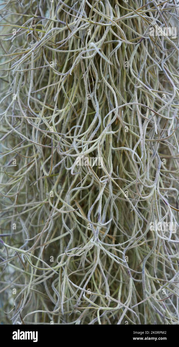 Tillandsia Usneoides Air Plant (Spanish Moss Stock Photo Alamy