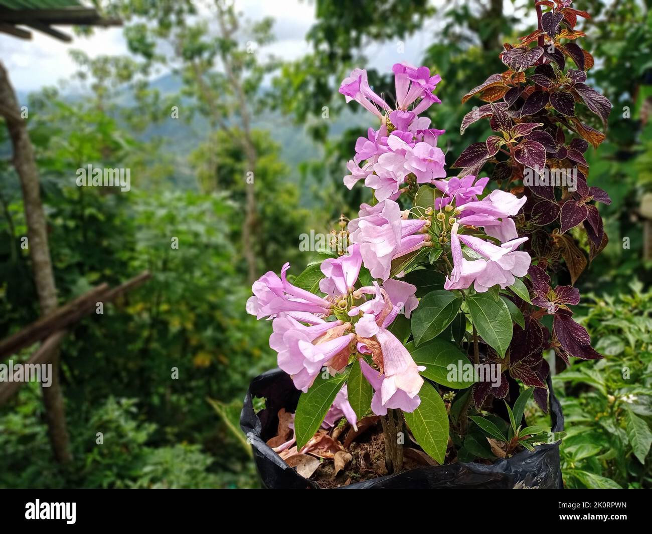 A purple flower plant in the garden Stock Photo - Alamy