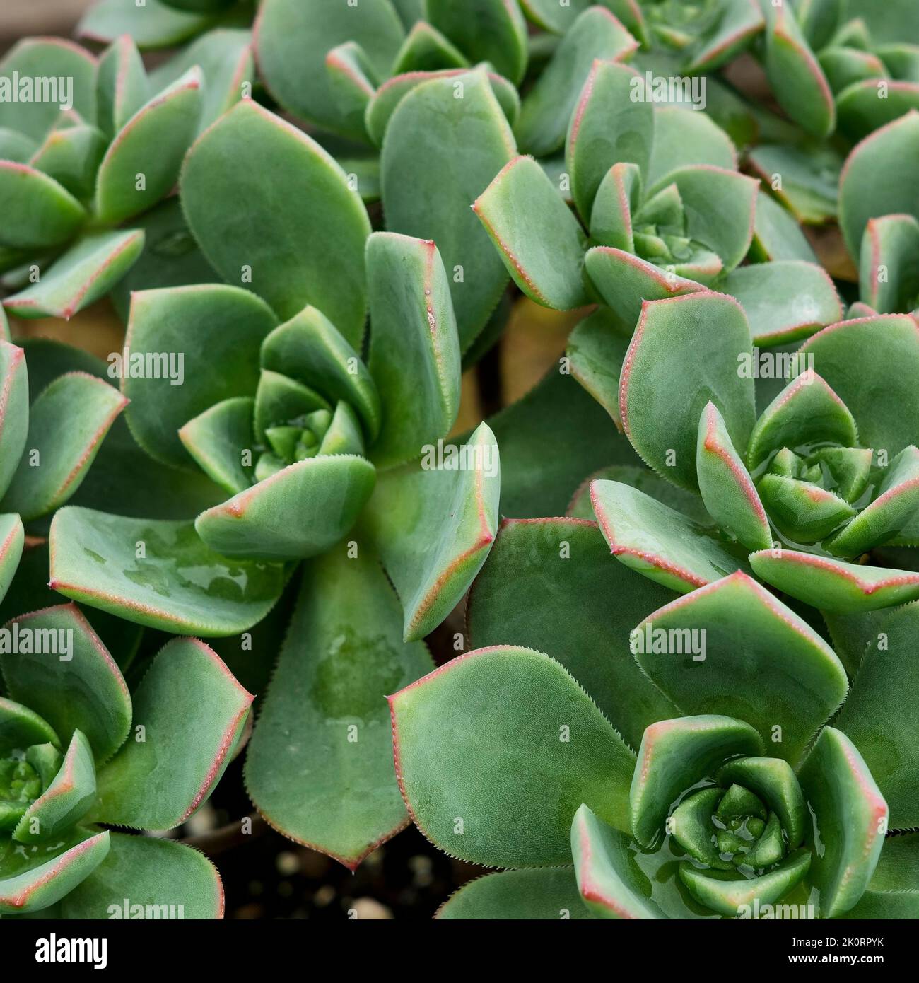 Images of  Aeoniums, the tree houseleeks, is a genus of about 35 species of succulent subtropical plants of the family Crassulaceae. Grown in Cornwall. Stock Photo