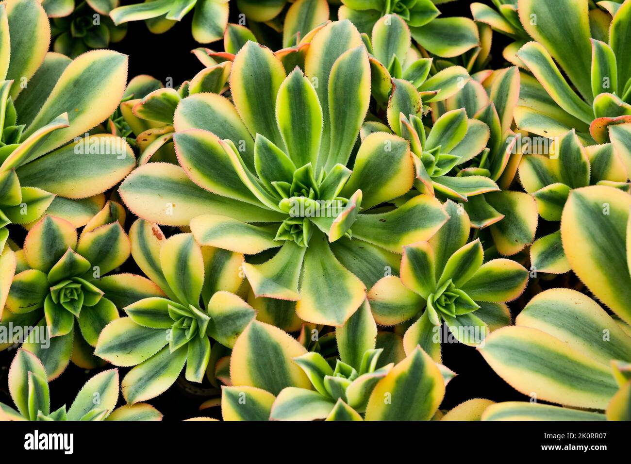 Images of  Aeoniums, the tree houseleeks, is a genus of about 35 species of succulent subtropical plants of the family Crassulaceae. Grown in Cornwall. Stock Photo