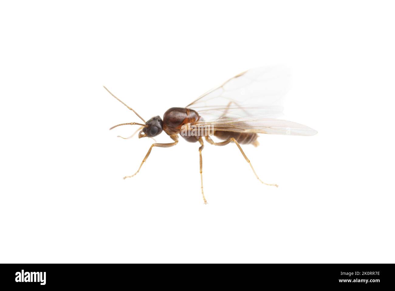 A male Citronella Ant (Lasius sp.) during a nuptial flight, isolated on white background. Stock Photo