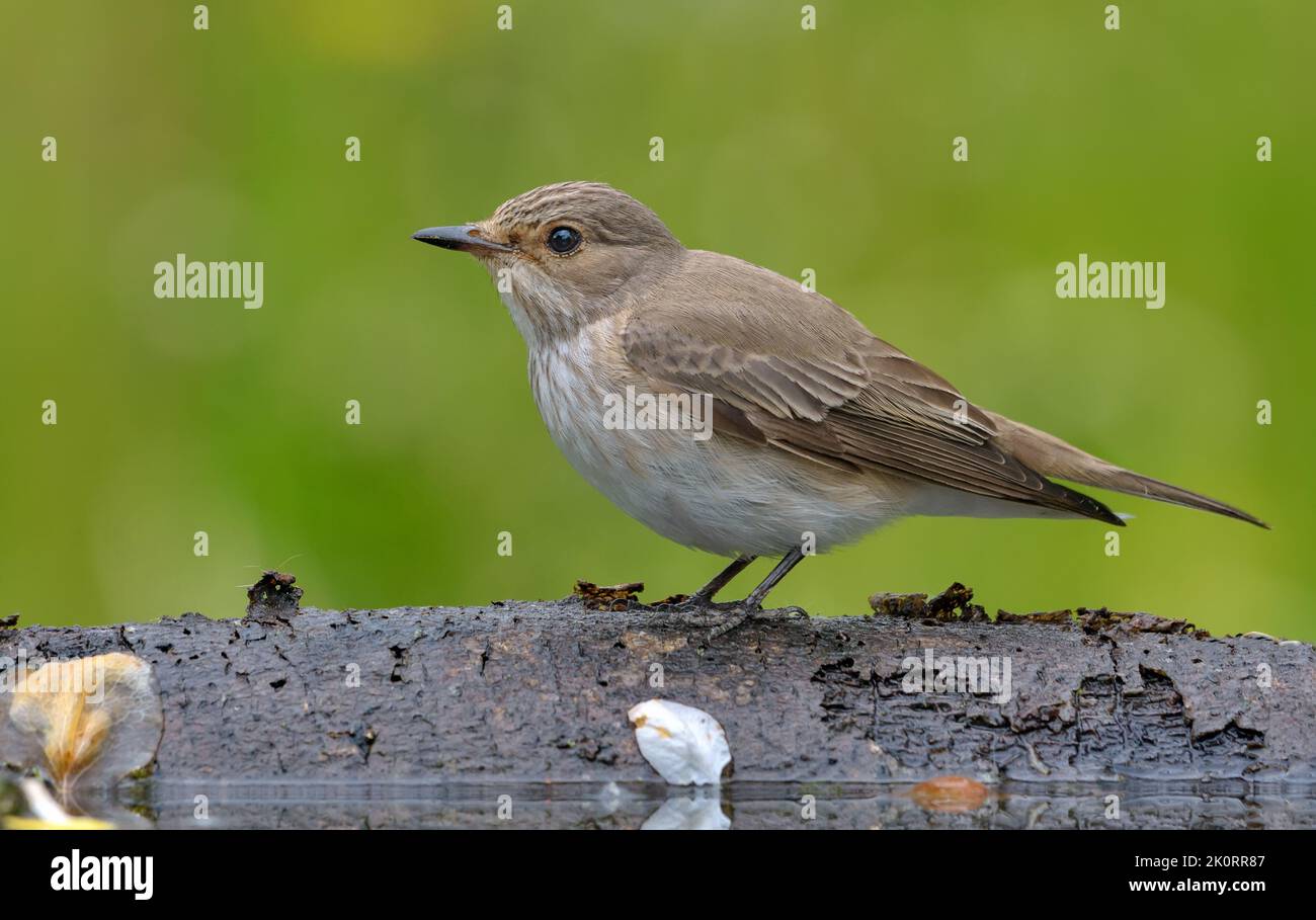 Spotted Flycatcher (Muscicapa Striata) strict look while perched on a branch stump near water pond Stock Photo