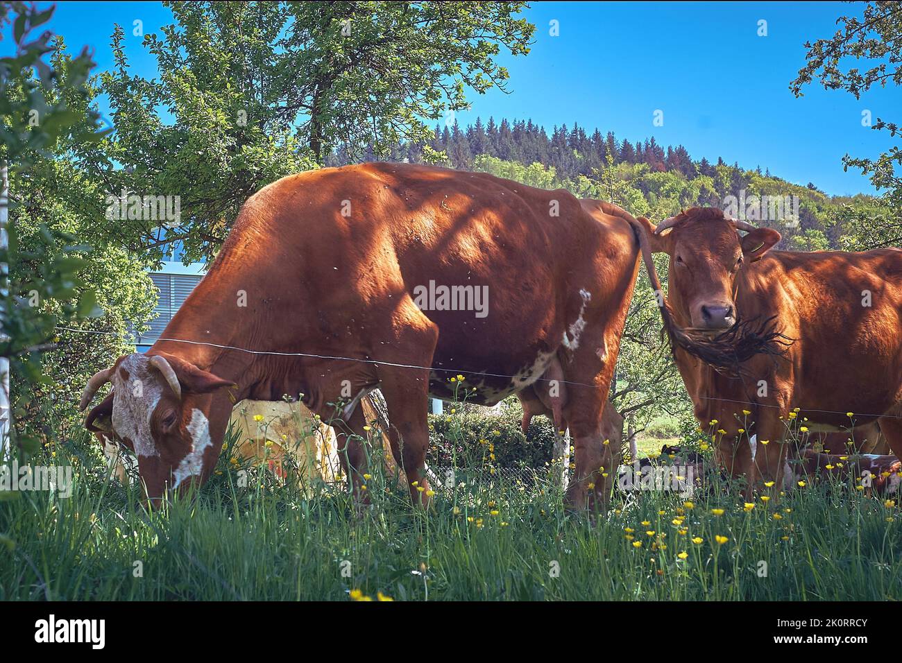 A beautiful shot of cows pasturing on a sunny day Stock Photo - Alamy