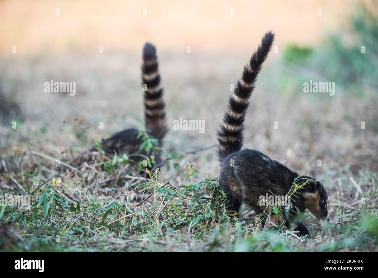 Ring tailed coati.Pantanal Brazil.World heritage site Stock Photo - Alamy