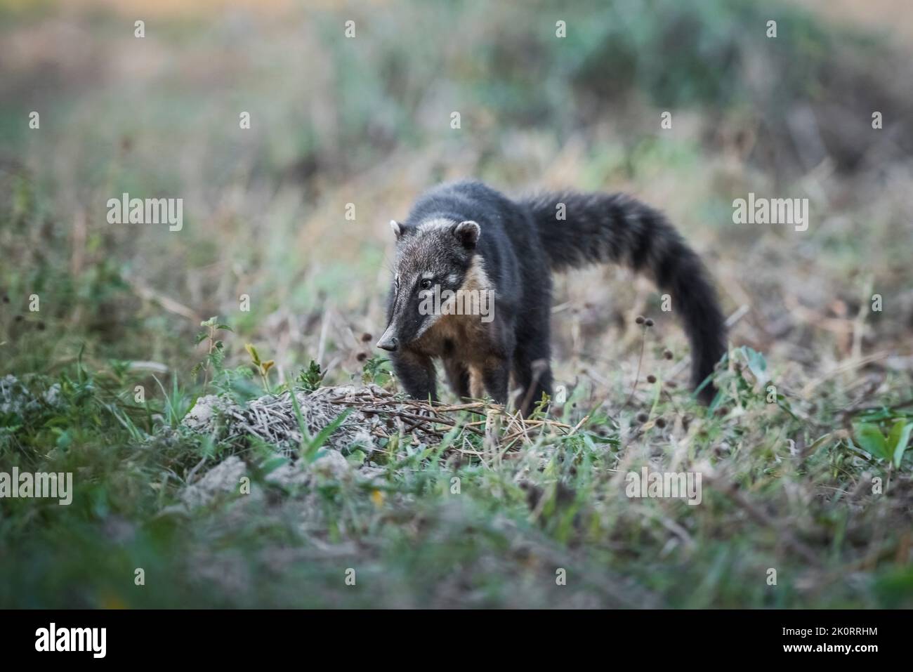 Ring tailed coati.Pantanal Brazil.World heritage site Stock Photo - Alamy