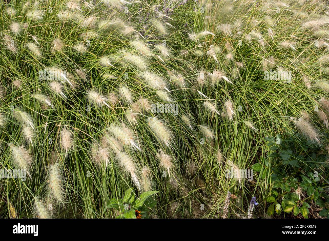 grass field Stock Photo