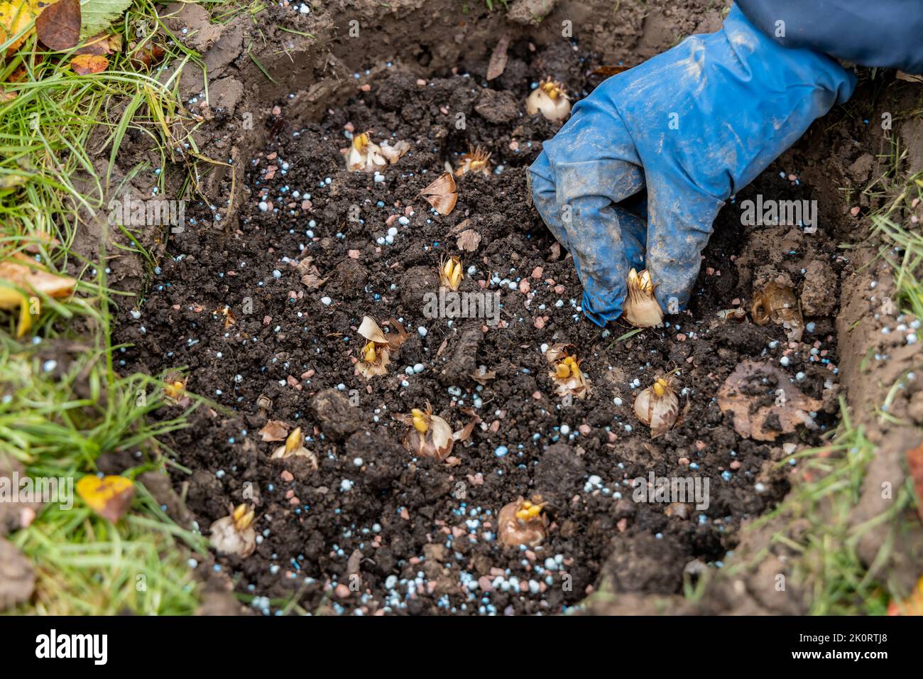 hand sadi in soilsoil flower bulbs. Hand holding a crocus bulb before