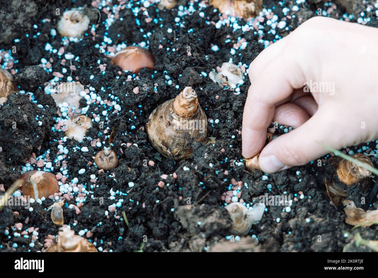 hands holding daffodil bulbs before planting in the ground Stock Photo
