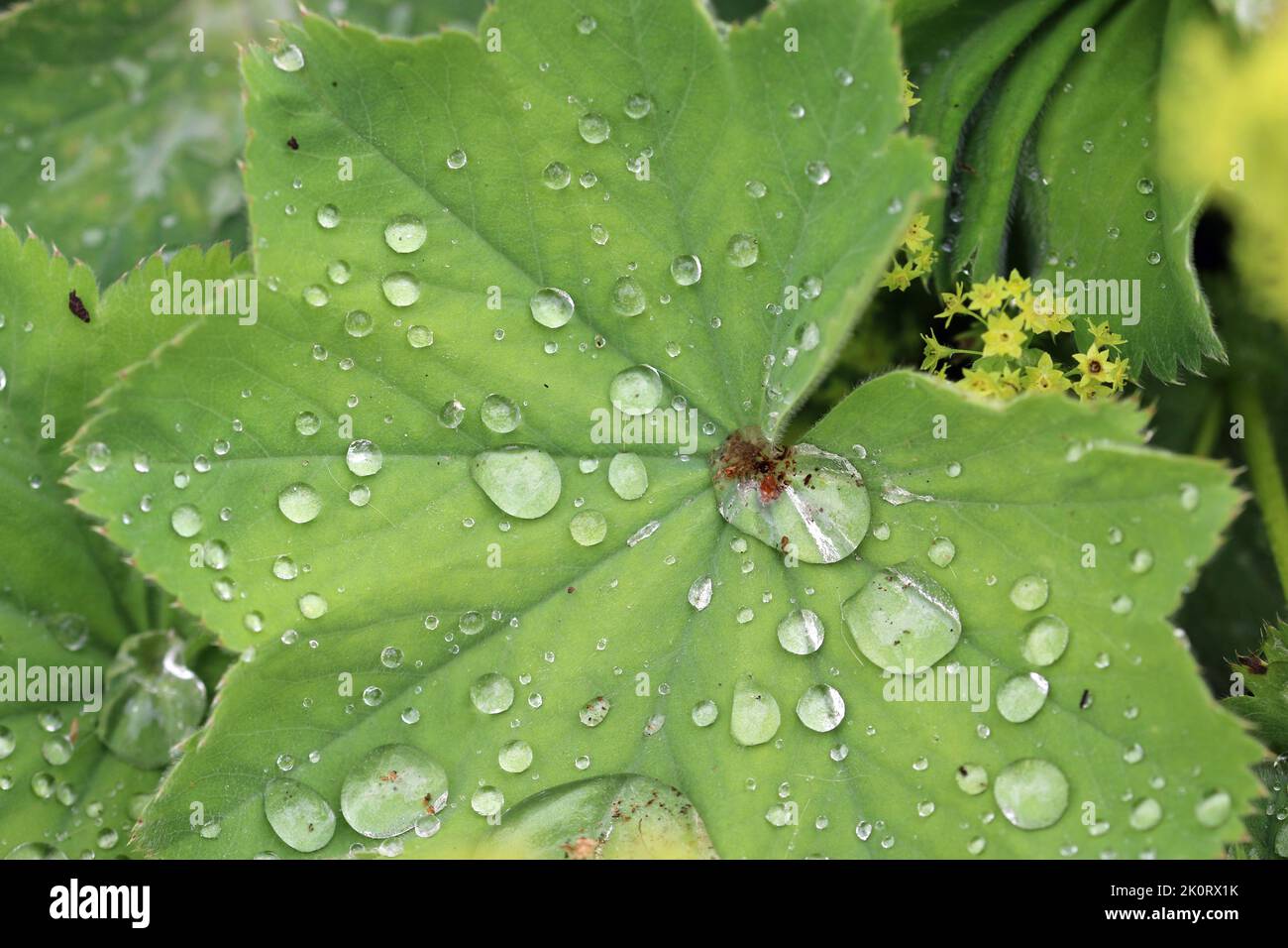 Ladys mantle, Alchemilla mollis, leaves and flowers in close up with raindrops and a background of blurred leaves. Stock Photo