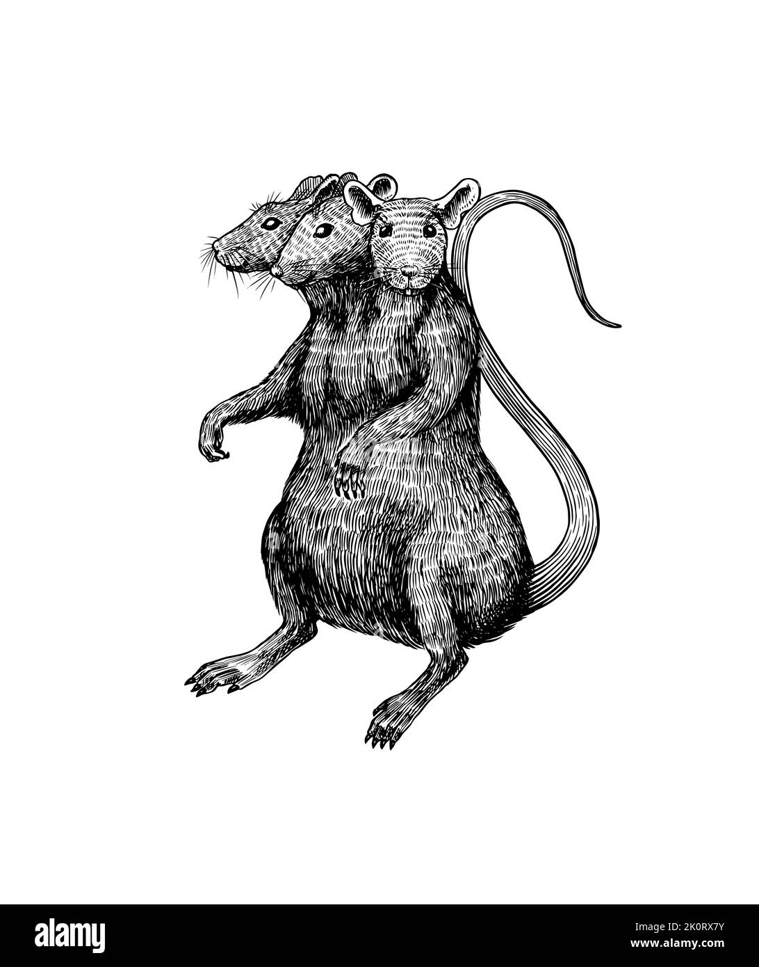 Illustration of a rat king