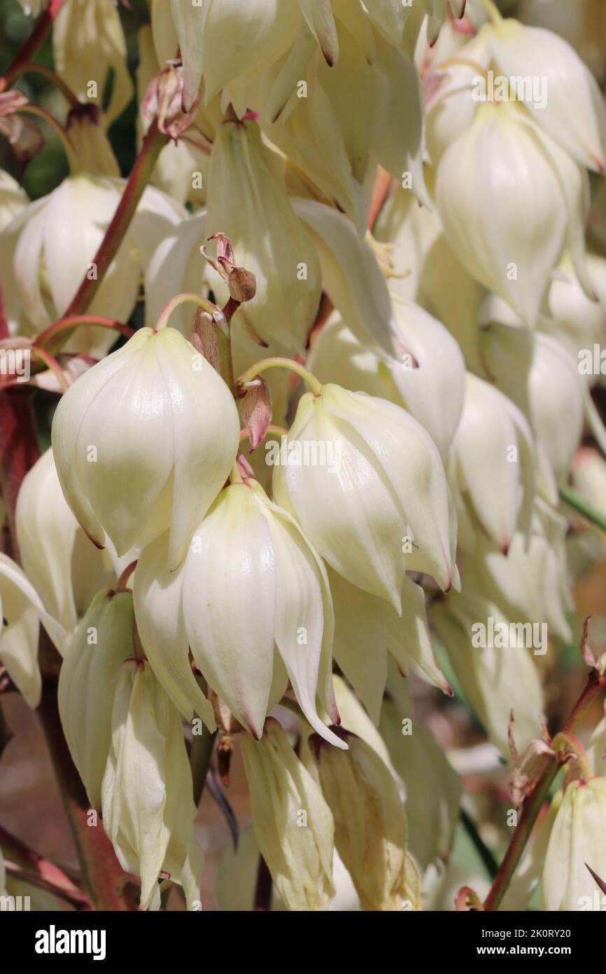 Yucca plant, of unknown species, with white flowers and buds in close up and a blurred background. Stock Photo