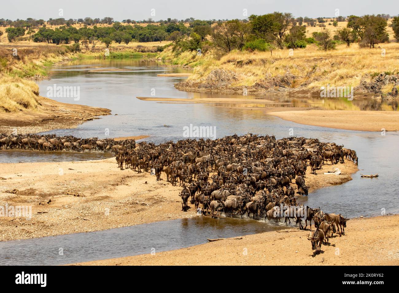 A herd of gnus crossing the Mara River in Northern Serengeti, Tanzania Stock Photo