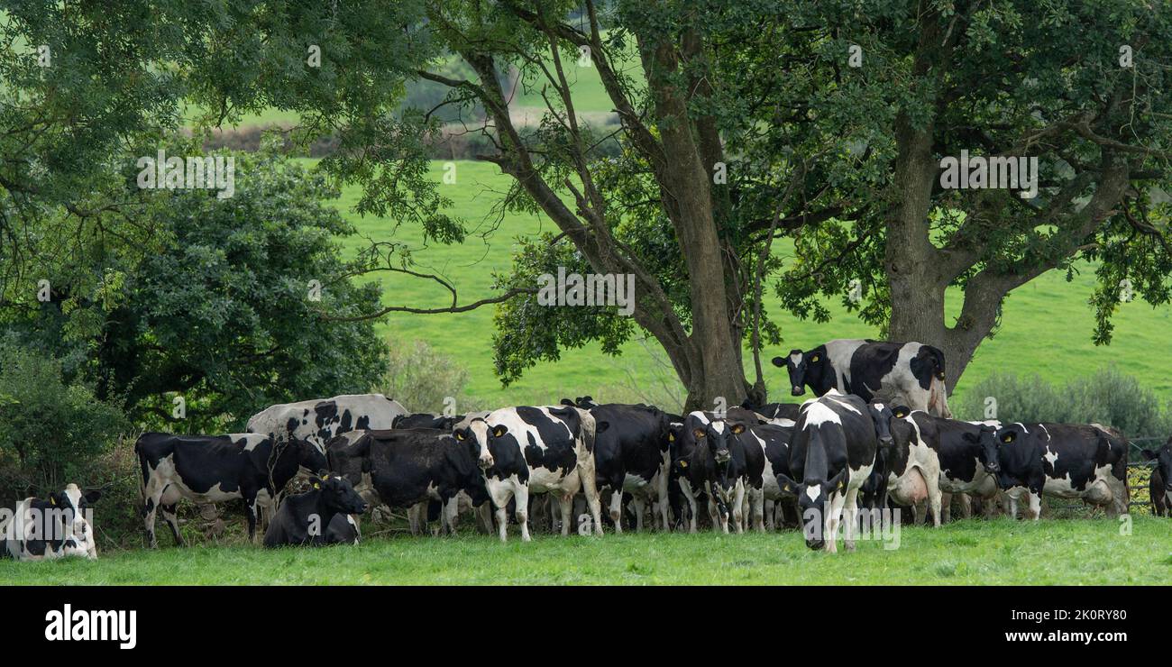 herd of dairy cows Stock Photo