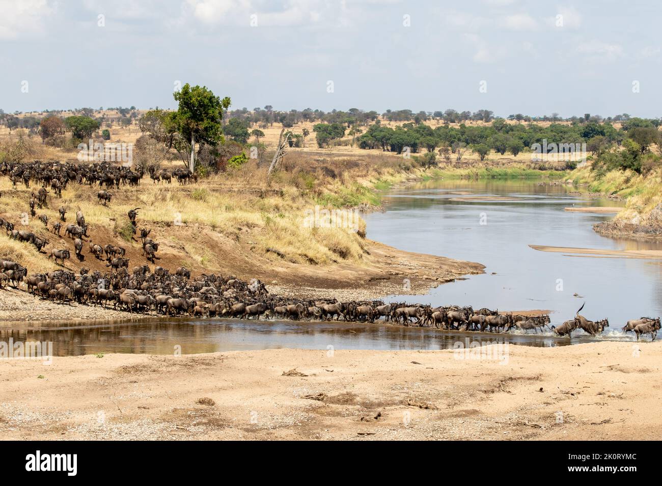 A herd of gnus crossing the Mara River in Northern Serengeti, Tanzania Stock Photo