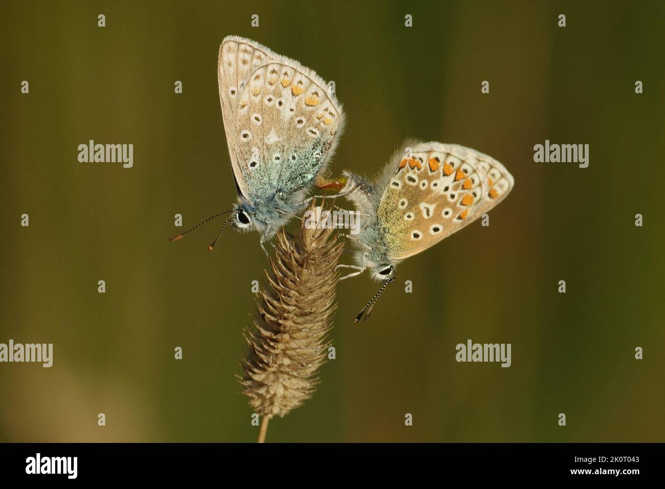 Mating pair of common blue butterflies Stock Photo
