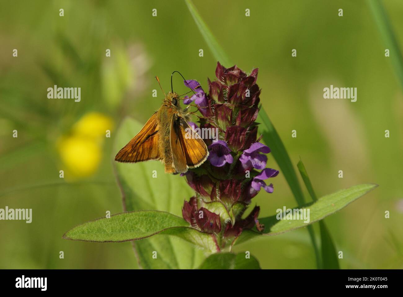 Large skipper butterfly feeding on selfheal wildflower Stock Photo