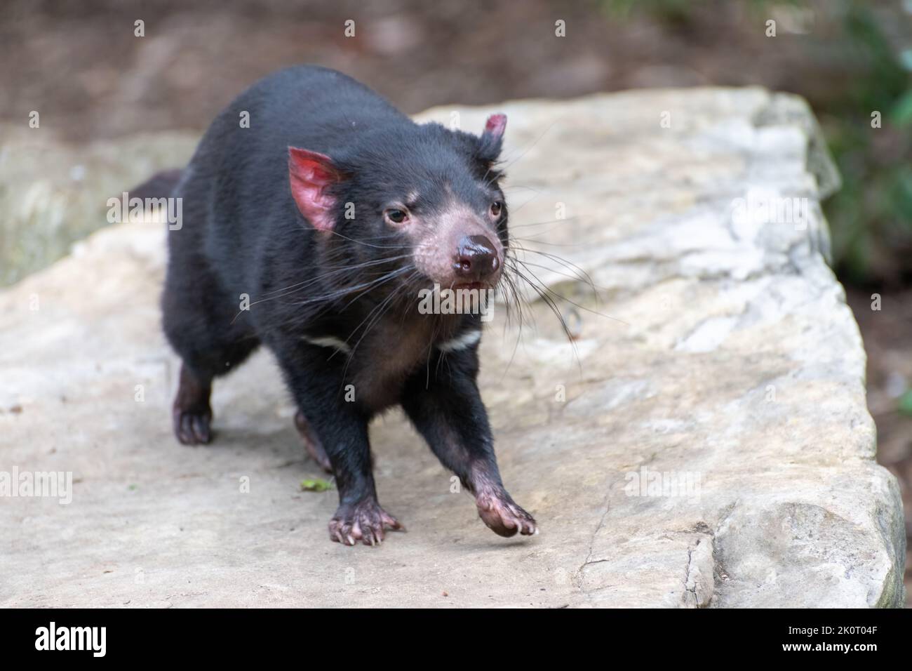 Tasmanian devil baby hi-res stock photography and images - Alamy