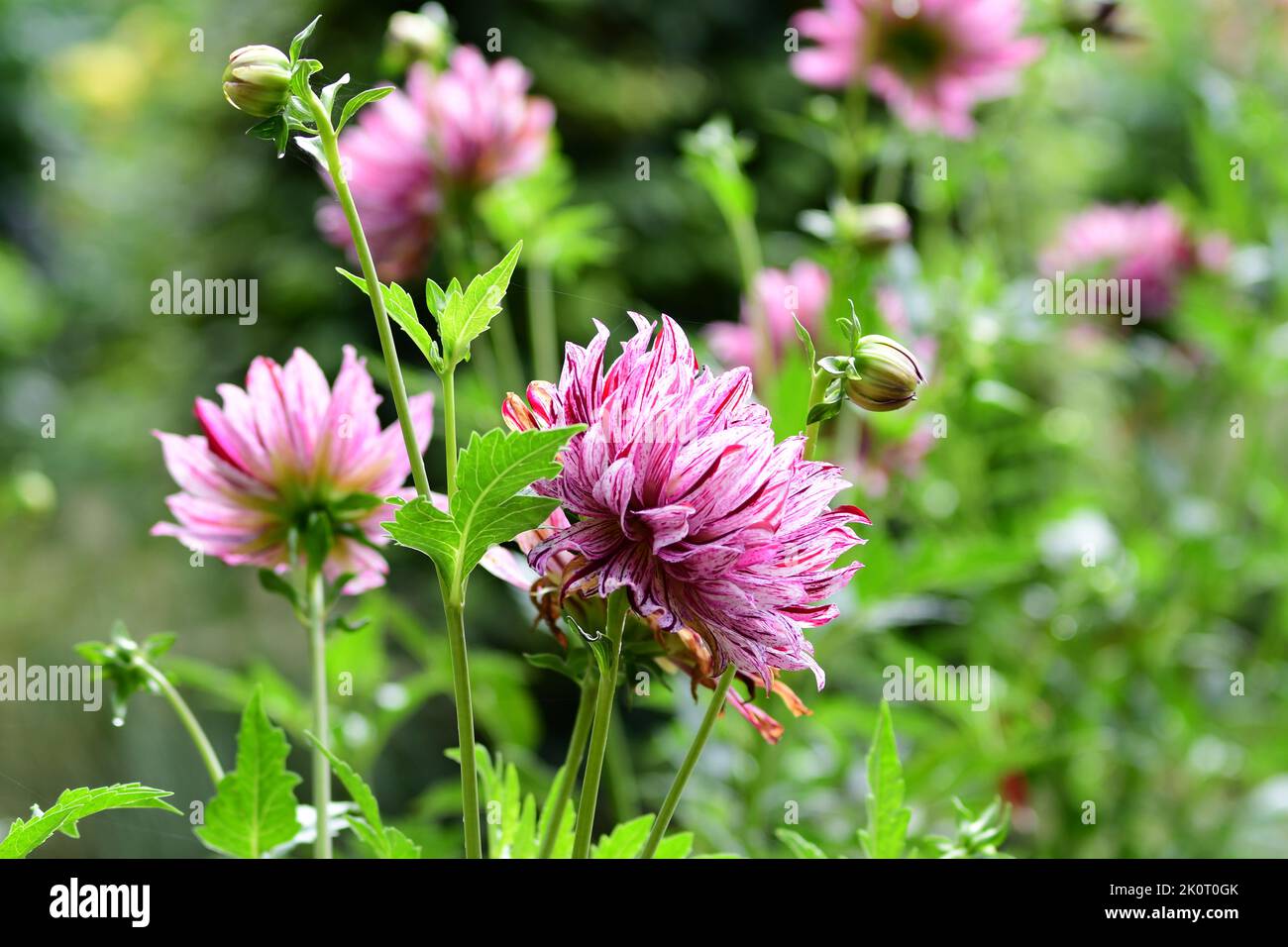Beautiful Dahlia Garden Stock Photo