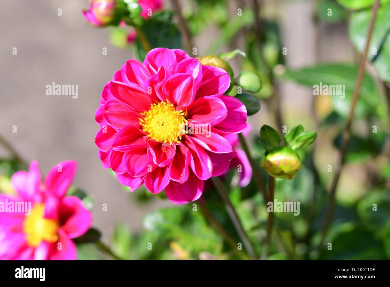 Beautiful Dahlia Garden Stock Photo