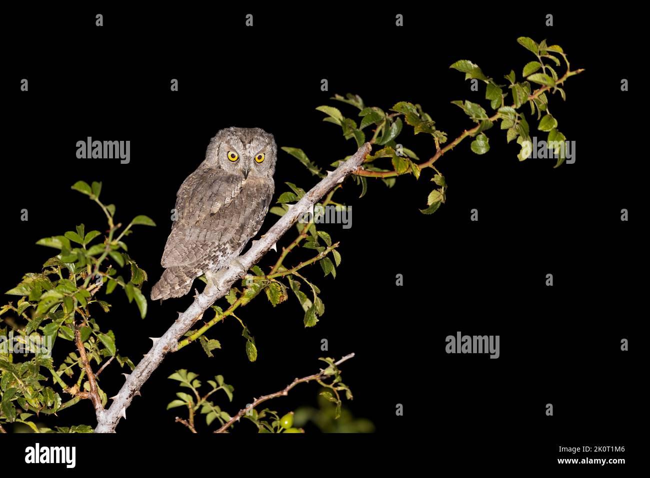 The Eurasian scops owl (Otus scops Stock Photo Alamy