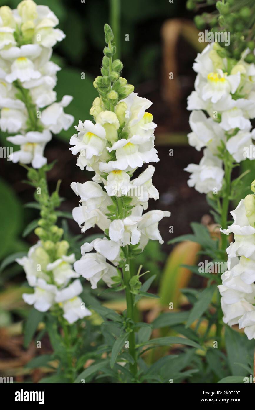 Flowering spikes of white snapdragon, Antirrhinum species, flowers with a blurred background of leaves. Stock Photo