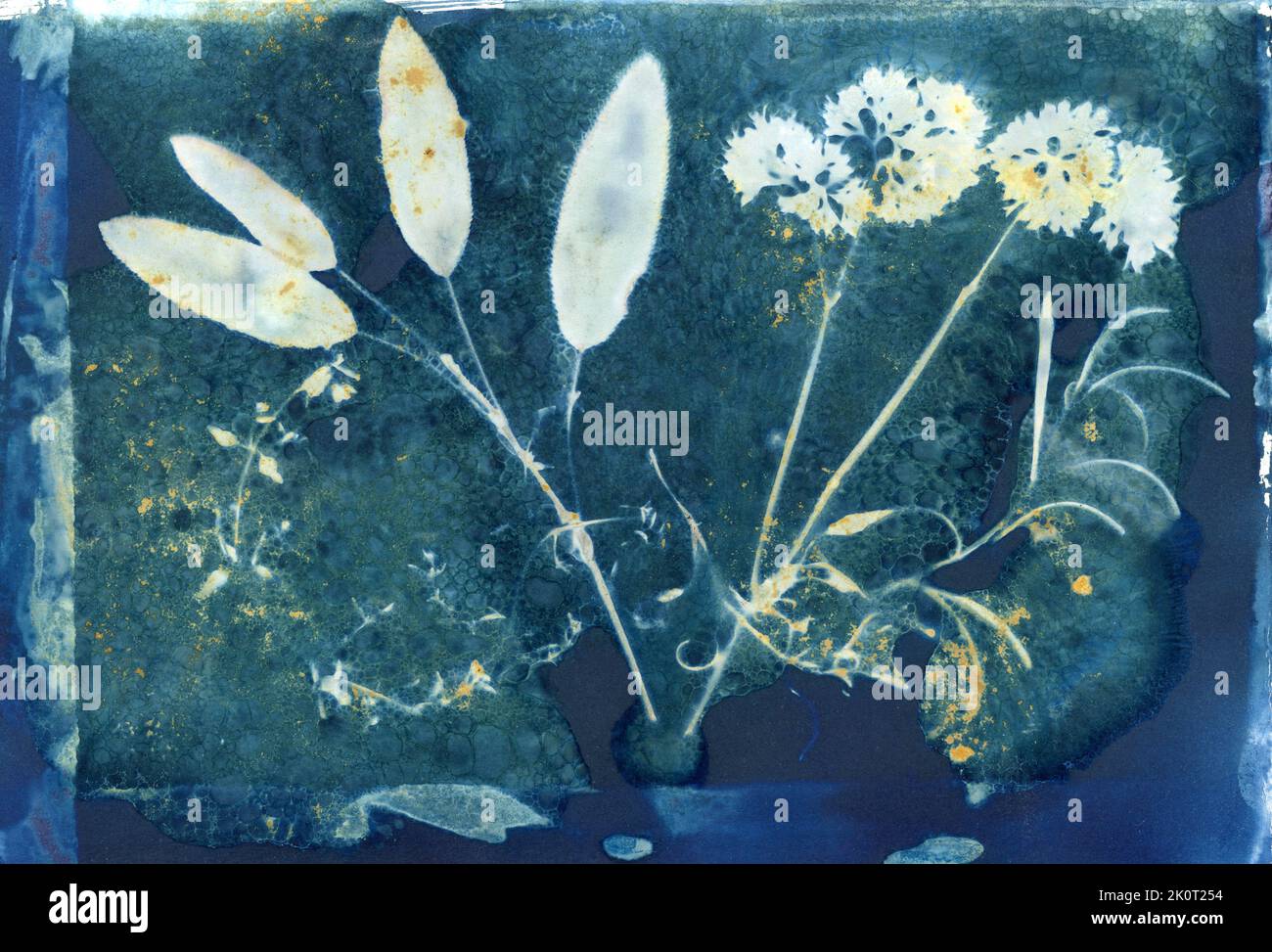 Wet cyanotype print, parsley sage rosemary and thyme, herb contact print, alternative photography process Stock Photo