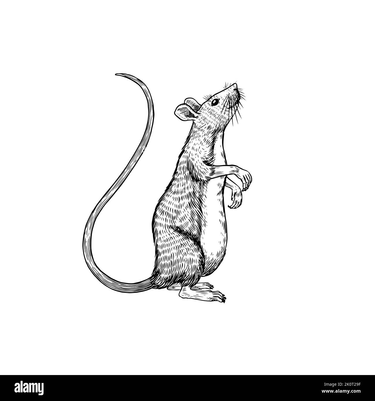 Rat or mouse. Graphic wild animal. Hand drawn vintage sketch. Engraved grunge elements. Stock Vector