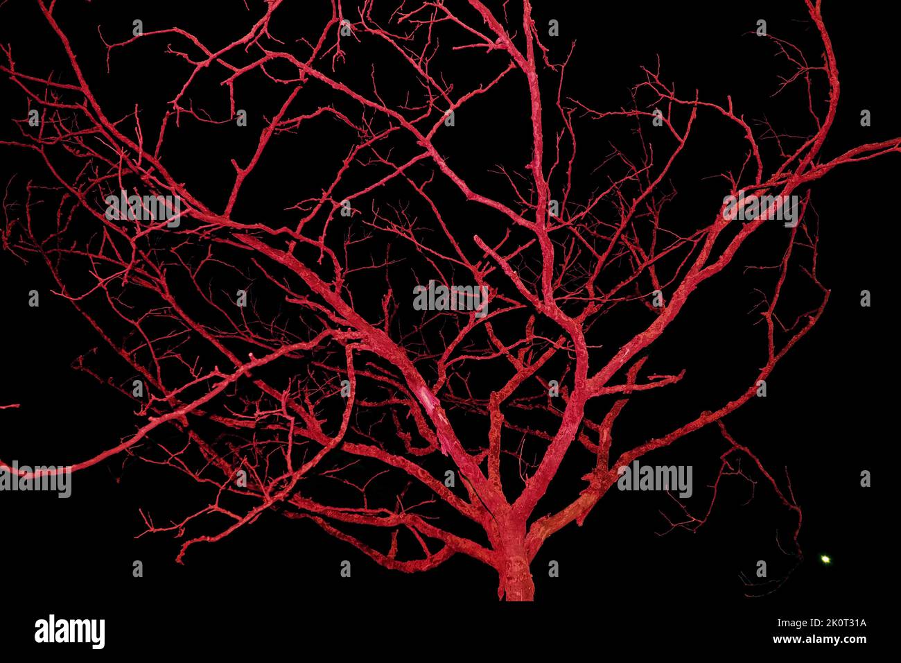 A beautiful view of a tree on a dark background with a red light effect ...