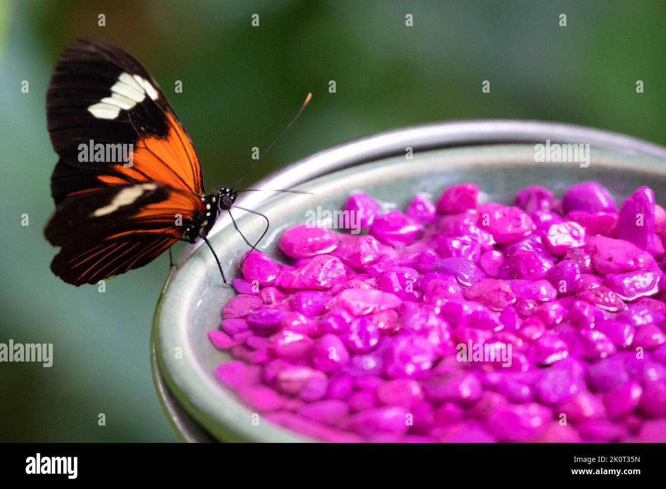 A selective focus of a Lepidoptera with violet stones on the plate with blurred background Stock Photo