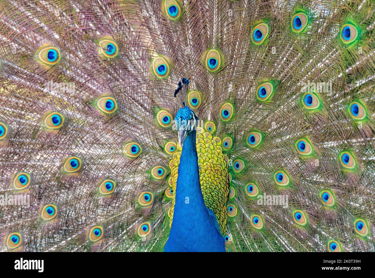 Beautiful Indian peacock displaying his tail Stock Photo