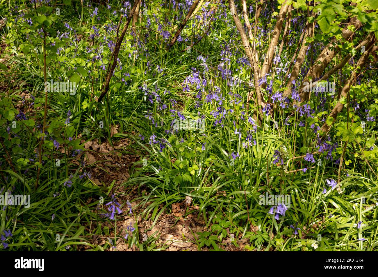 Natural environmental portrait of common Bluebells in an English woodland landscape setting Stock Photo