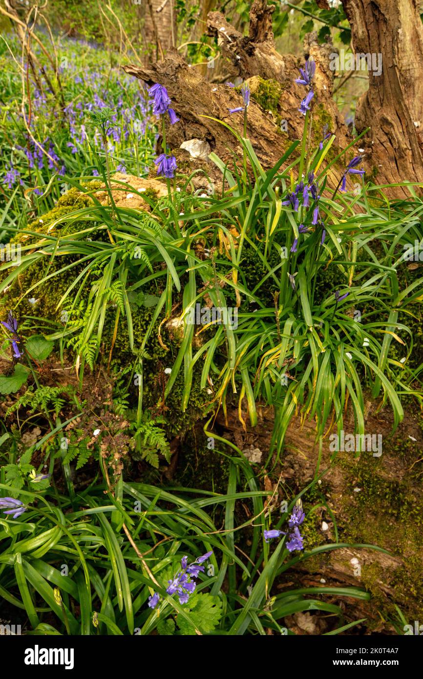 Natural environmental portrait of common Bluebells in an English woodland landscape setting Stock Photo