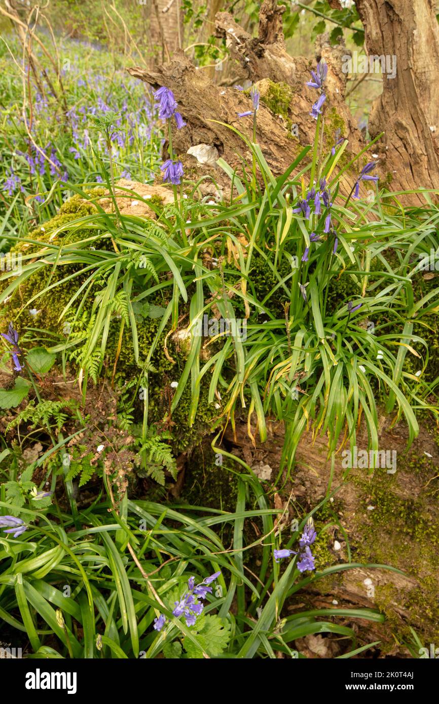 Natural environmental portrait of common Bluebells in an English woodland landscape setting Stock Photo