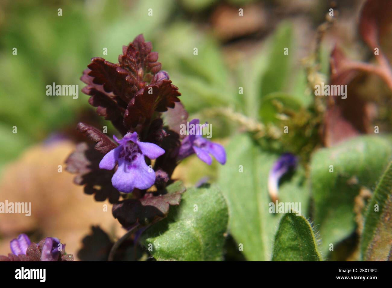 Ground-ivy or gill-over-the-ground or creeping charlie or alehoof or tunhoof or catsfoot or field balm or run-away-robin or creeping jenny (Glechoma h Stock Photo