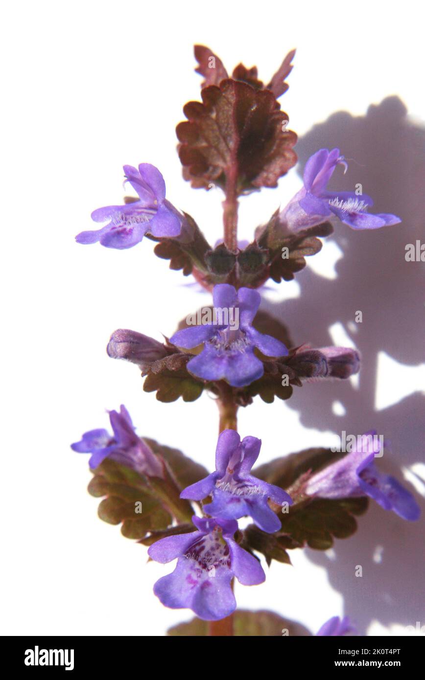 Ground-ivy or gill-over-the-ground or creeping charlie or alehoof or tunhoof or catsfoot or field balm or run-away-robin or creeping jenny (Glechoma h Stock Photo