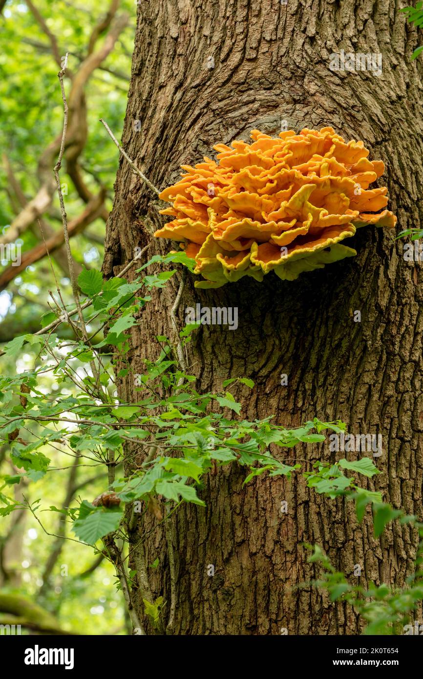 Large yellow orange bracket fungi, possibly Chicken of the Woods, symbolic of life, death and renewal Stock Photo