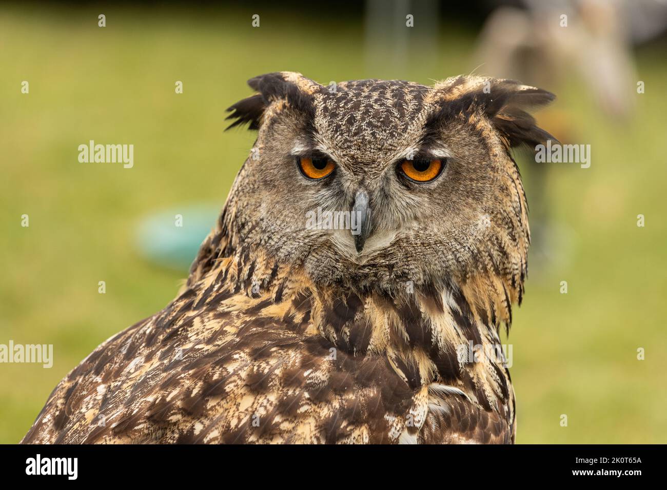 Close up of a Captive Eurasian Eagle Owl at a show Stock Photo