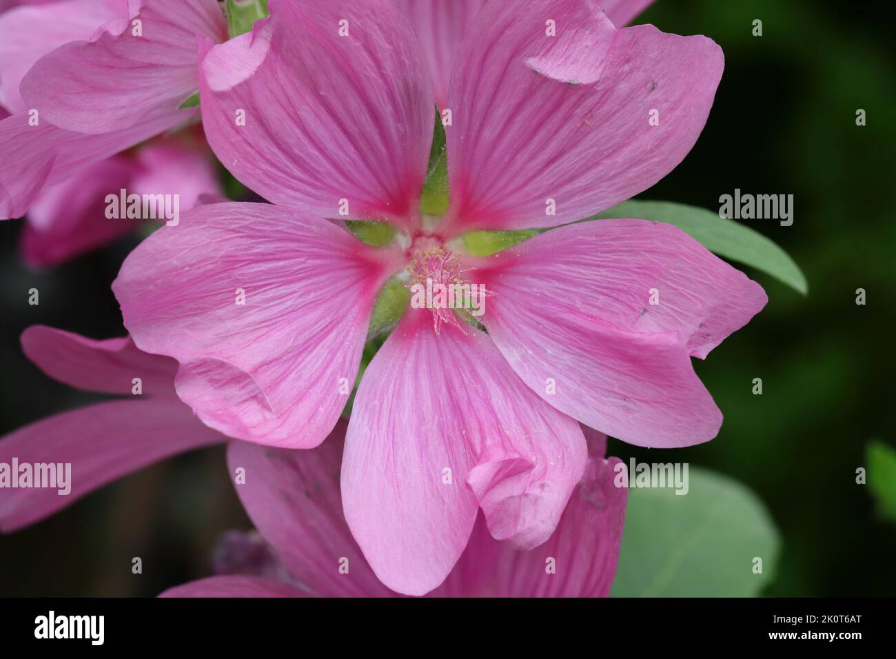 close-up of a pink lavatera olbia flower against a natural blurred background Stock Photo