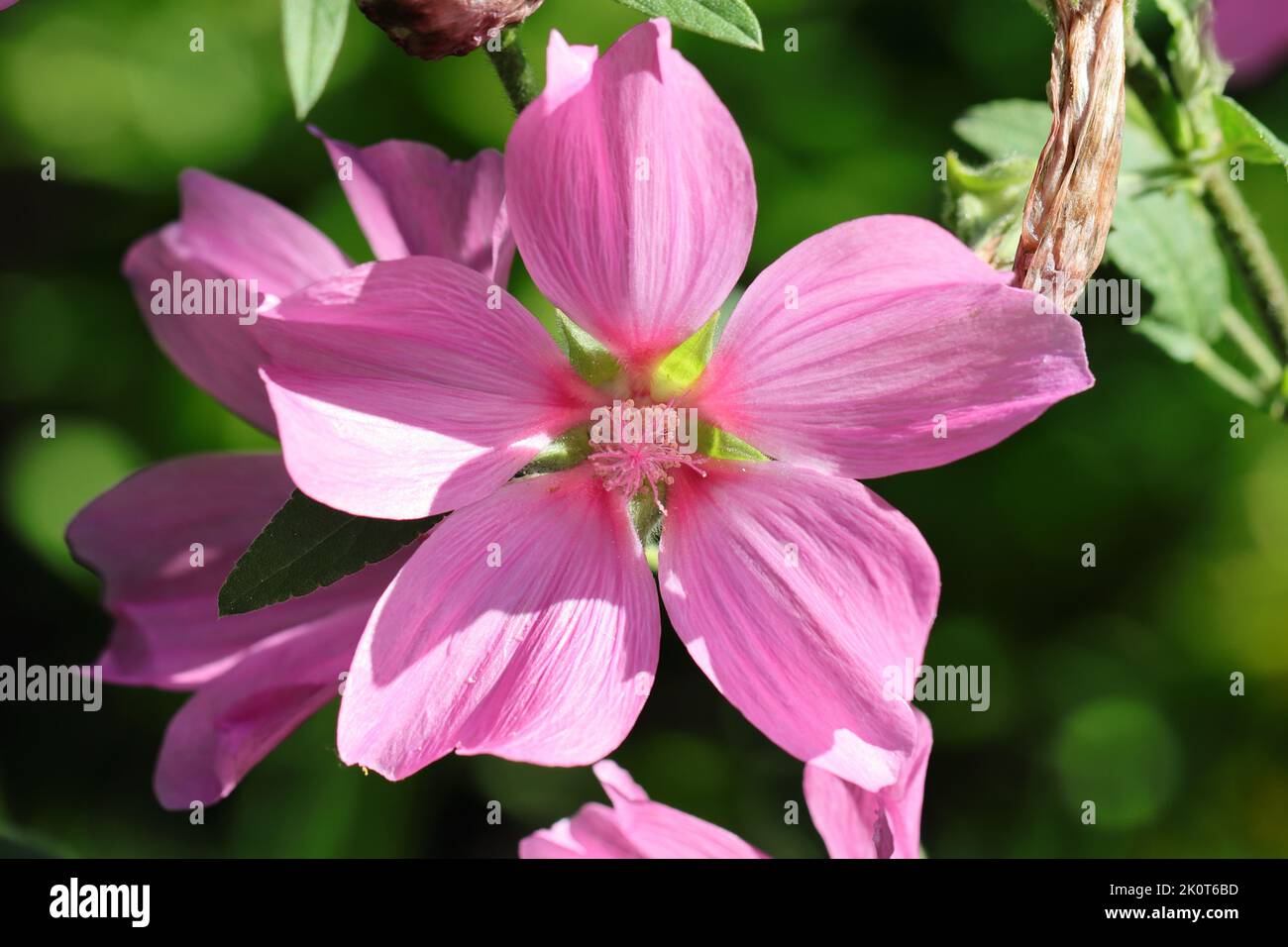 close-up of a beautiful lavatera olbia flower against a natural blurred background Stock Photo