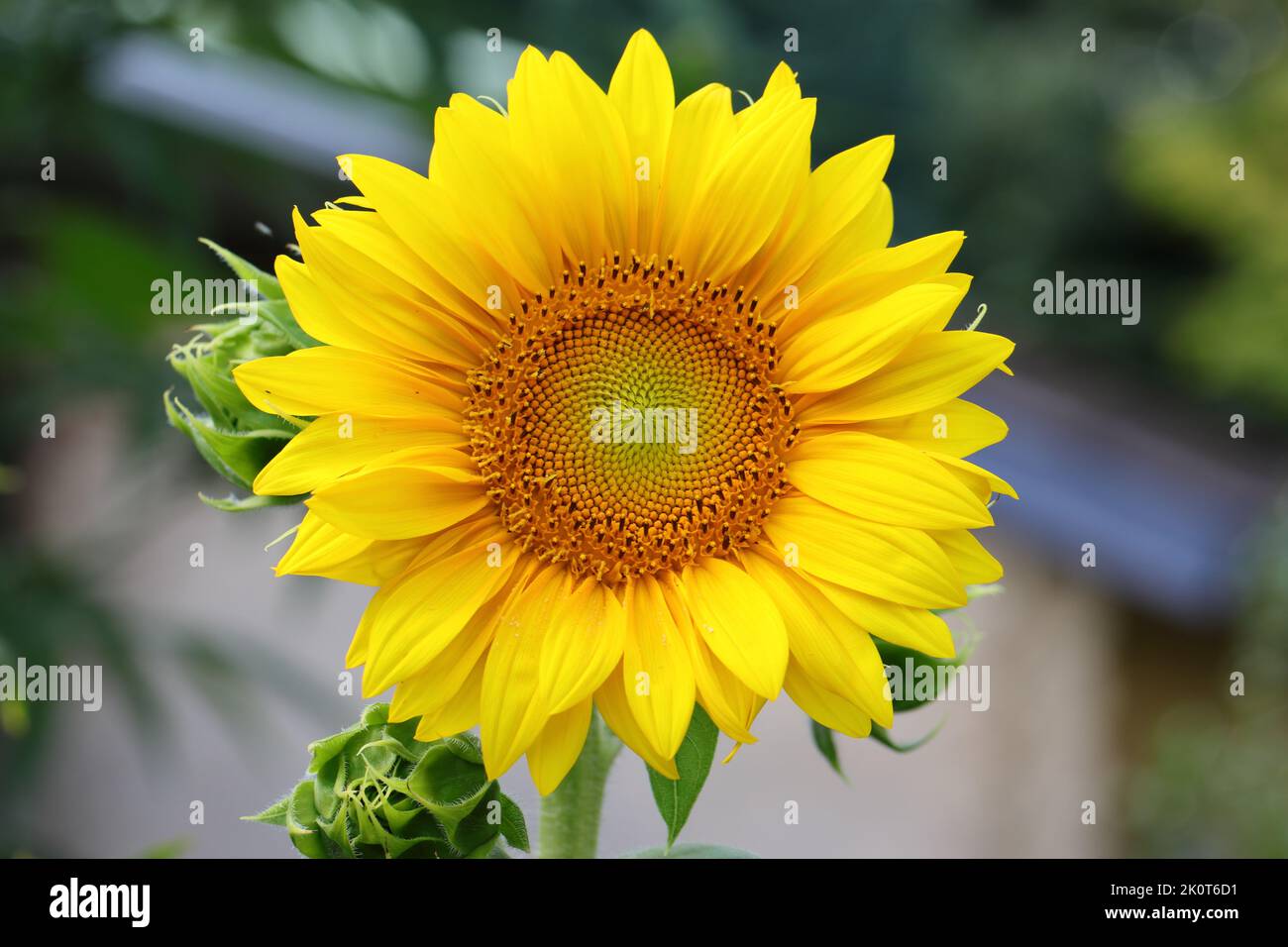 close-up of a beautiful single  helianthus annuus against a blurry background, direct view into the middle of the flower Stock Photo
