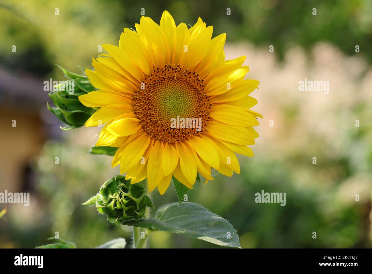 a beautiful large helianthus annuus flower against a blurry background Stock Photo