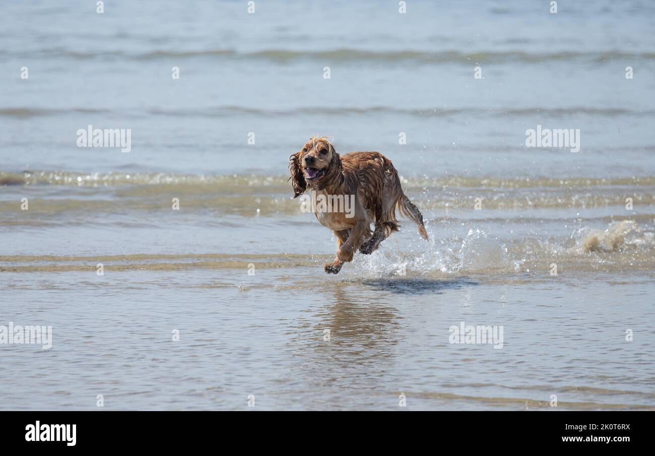 Golden cocker spaniel dog running through sea water at low tide Stock Photo