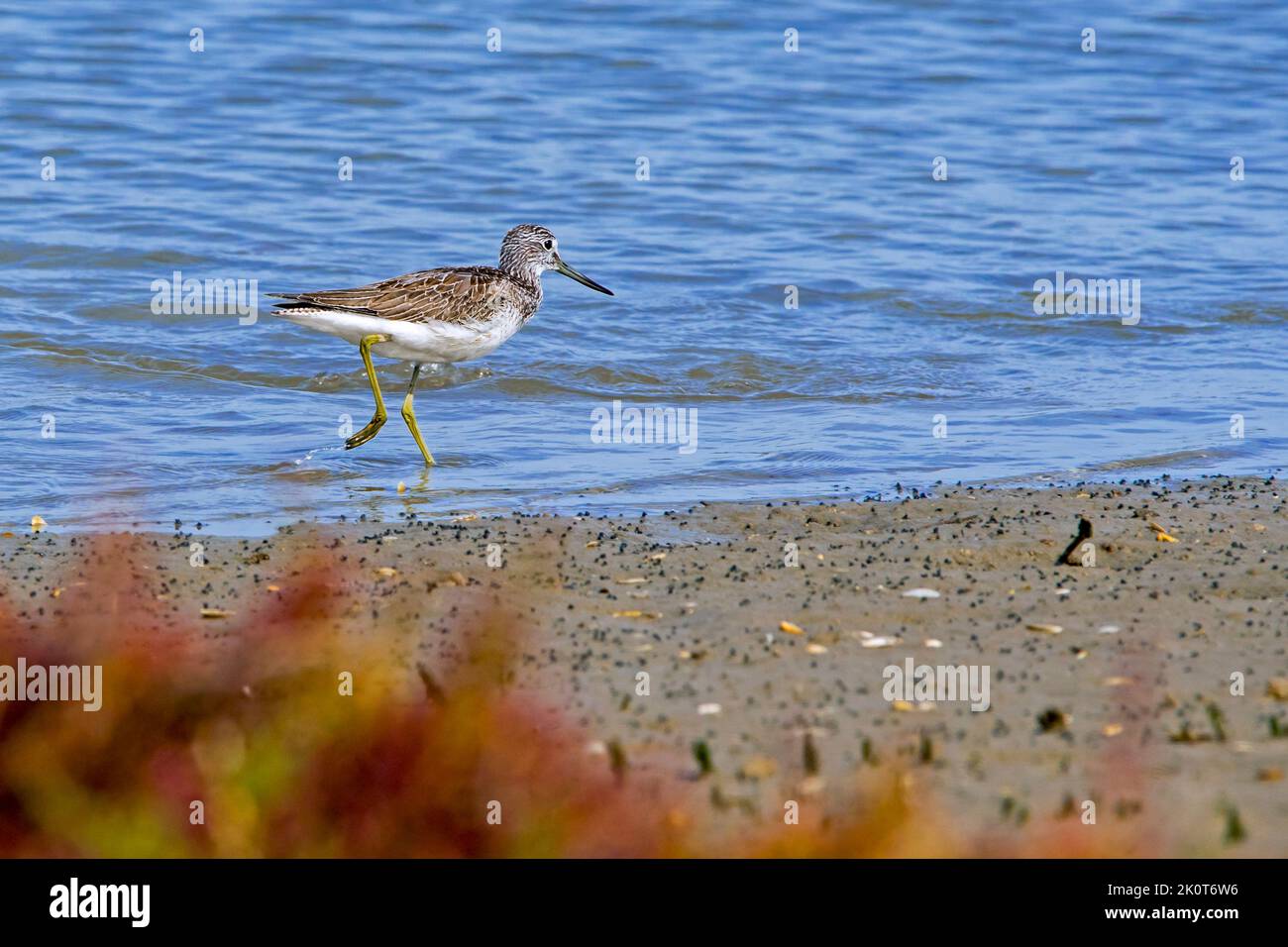 Common greenshank (Tringa nebularia) foraging in shallow water along lake shore in front of marsh samphire at saltmarsh in late summer / early autumn Stock Photo