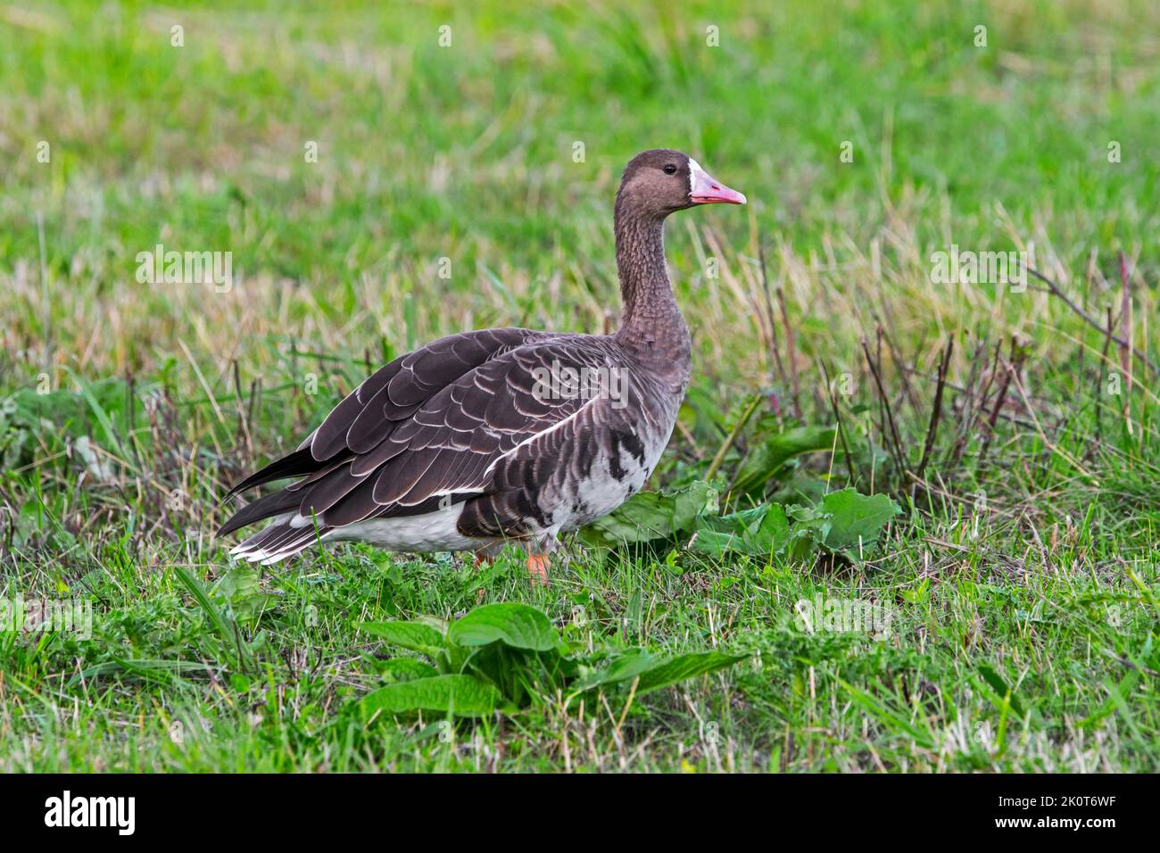 Greater white-fronted goose (Anser albifrons) foraging in grassland / meadow in late summer / early autumn Stock Photo