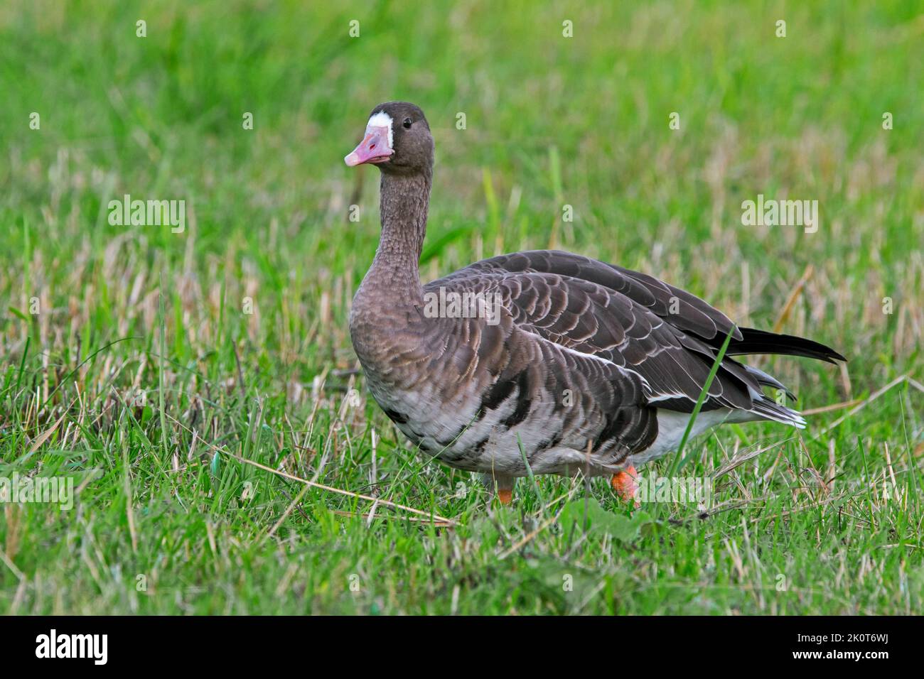 Greater white-fronted goose (Anser albifrons) foraging in grassland / meadow in late summer / early autumn Stock Photo