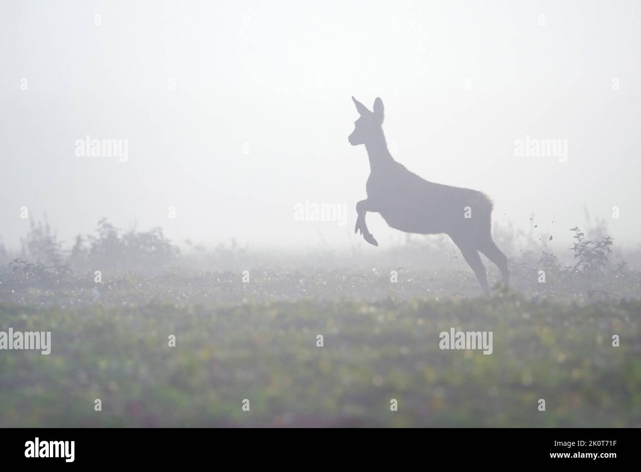 European roe deer (Capreolus capreolus) female / doe fleeing in meadow / grassland covered in thick mist in late summer / early autumn Stock Photo