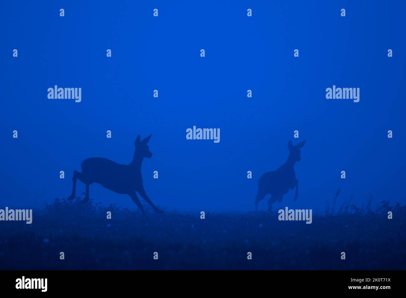 European roe deer (Capreolus capreolus) female / doe with young fleeing in meadow / grassland covered in thick mist at dusk in early autumn Stock Photo