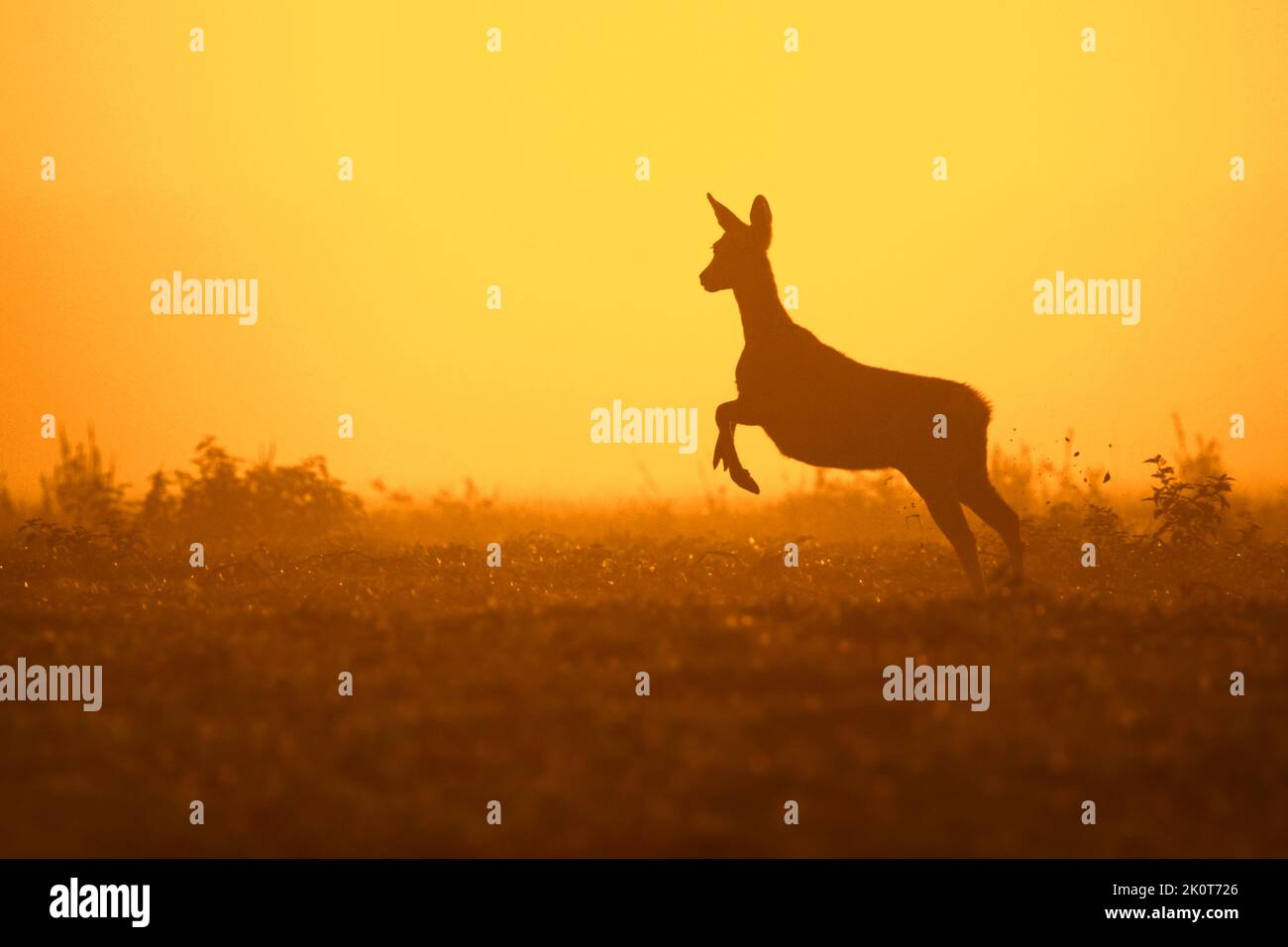 European roe deer (Capreolus capreolus) female / doe fleeing in meadow / grassland silhouetted against sunset in early autumn Stock Photo