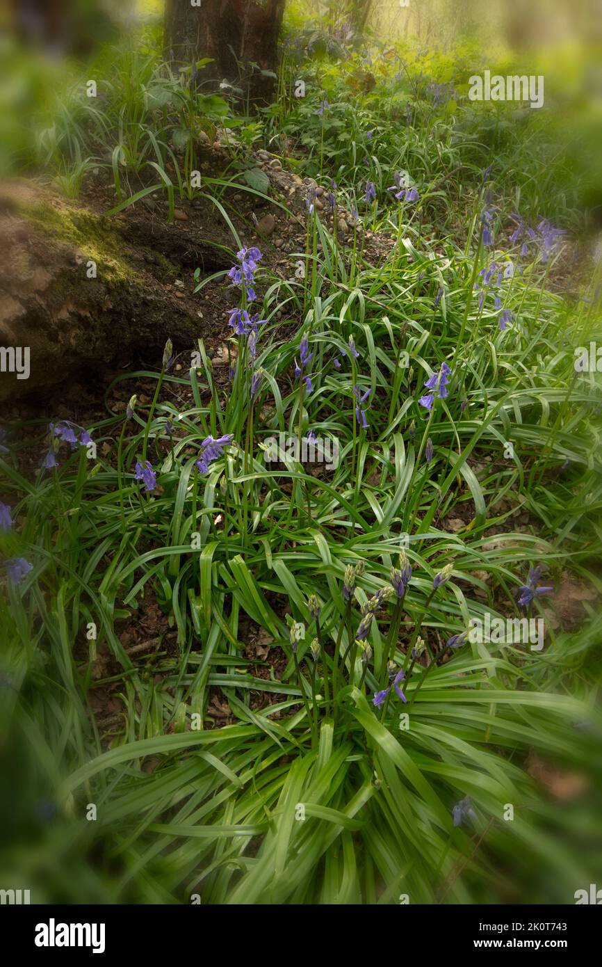 Natural environmental portrait of common Bluebells in an English woodland landscape setting Stock Photo