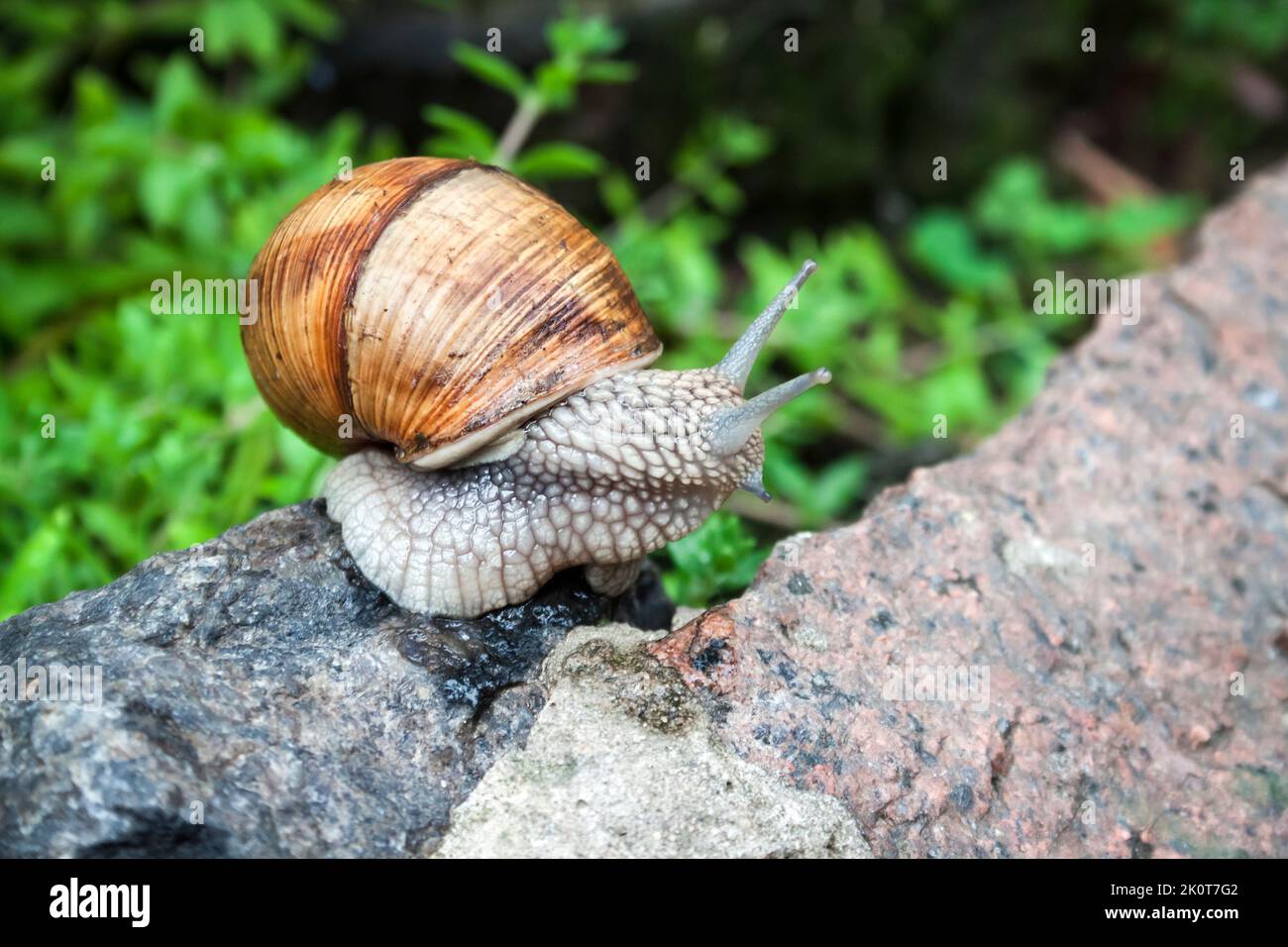 Burgundy snail (Helix pomatia) or escargot in natural environment. Closeup Stock Photo